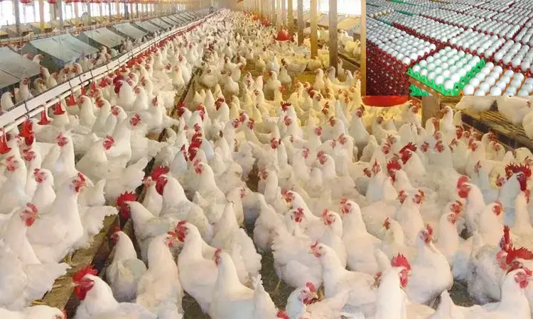 கோடை காலத்தில் கறிக்கோழி இறைச்சி நுகர்வு 20 சதவீதம் குறைவு