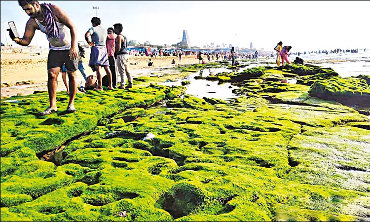 திருச்செந்தூரில் 2-வது நாளாக கடல் உள்வாங்கியது