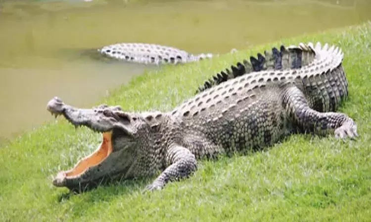 பிலிப்பைன்ஸ்: உயிரியல் பூங்காவில் முதலையுடன் செல்பி - வாலிபருக்கு நேர்ந்த விபரீதம்