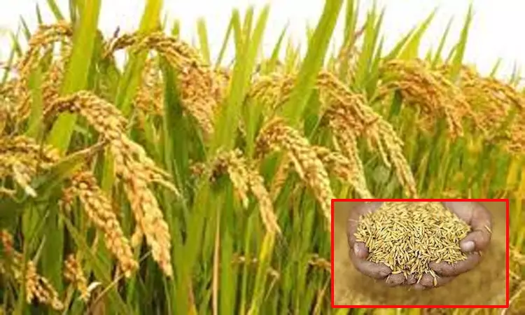 மரபணு மாற்றப்பட்ட நெல் விதை.. மத்திய அமைச்சர் வெளியீடு - தமிழ்நாடு விவசாயிகள் சங்கம் கண்டனம்