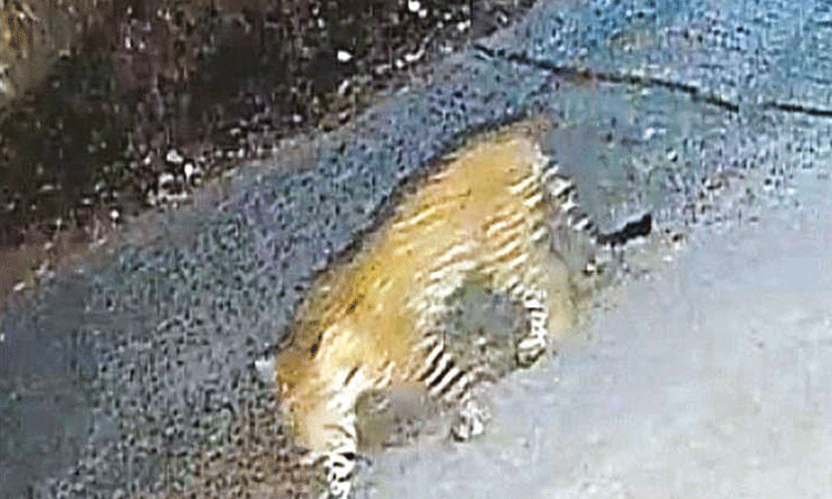 குன்னூர், கோத்தகிரி அருகே குடியிருப்பில் உலா வந்த சிறுத்தை: பொதுமக்கள் பீதி