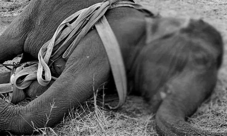 கோவையில் சிகிச்சை பெற்று வந்த யானை உயிரிழப்பு கோவையில் சிகிச்சை பெற்று வந்த யானை உயிரிழப்பு