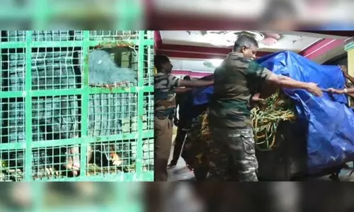 நெல்லை: பொதுமக்களை அச்சுறுத்திய கரடி பிடிபட்டது...! நெல்லை: பொதுமக்களை அச்சுறுத்திய கரடி பிடிபட்டது...!