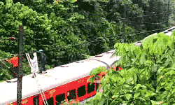 ரெயில் மீது மரம் முறிந்து விழுந்து விபத்து