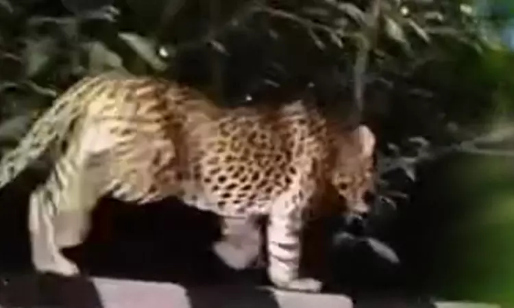 திருப்பதி மலையில் சிறுத்தைகள் நடமாட்டம்; பக்தர்களை பாதுகாக்க தேவஸ்தான நிர்வாகம் புதிய முடிவு