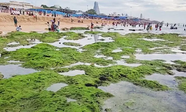 திருச்செந்தூரில் உள்வாங்கிய கடல் திருச்செந்தூரில் உள்வாங்கிய கடல்