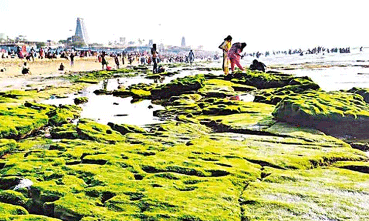 திருச்செந்தூரில் திடீரென உள்வாங்கிய கடல் திருச்செந்தூரில் திடீரென உள்வாங்கிய கடல்