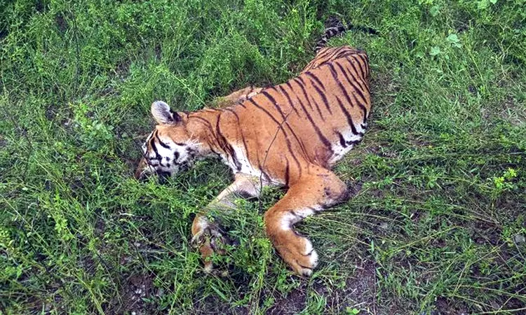 முதுமலை வனப்பகுதியில் ஆண் புலியின் சடலம்... ... இன்றைய முக்கிய செய்திகள் சில வரிகளில்.. 01-06-2025