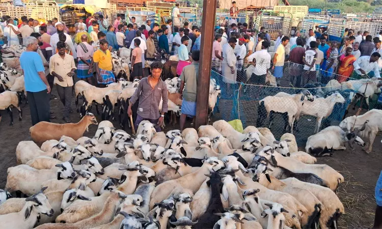 உளுந்தூர்பேட்டை ஆடு சந்தையில் விற்பனை படுஜோர் ... ... இன்றைய முக்கிய செய்திகள் சில வரிகளில்.. 04-06-2025