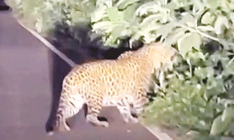 கோத்தகிரி அருகே சாலையில் உலா வந்த சிறுத்தை: வாகன ஓட்டிகள் அச்சம்