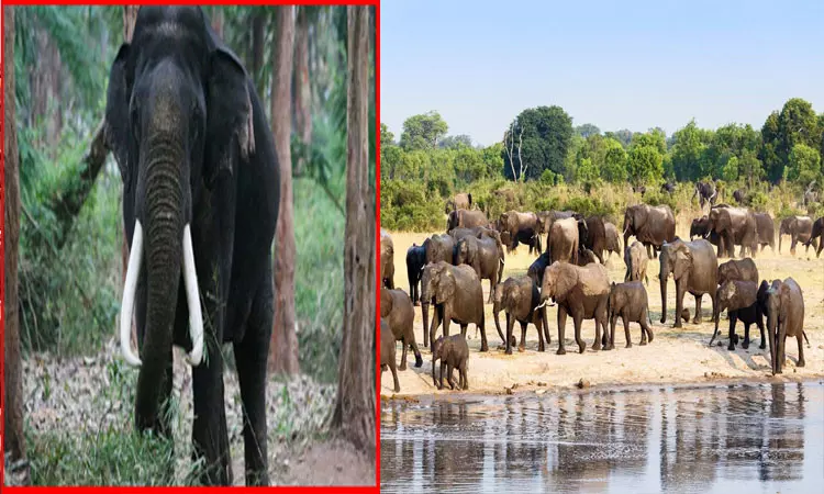 யானைகளை கொல்ல ஜிம்பாப்வே அரசு முடிவு!