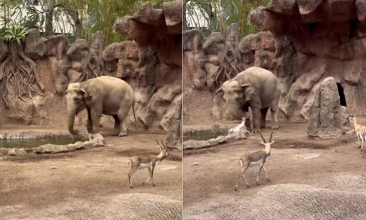 காட்டில் துளிர்த்த இரக்கம்; மான் குட்டியை காப்பாற்றிய யானை:  வைரலான வீடியோ