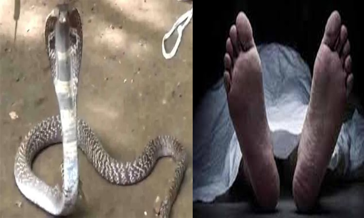 தூத்துக்குடி அருகே பாம்பு கடித்து விவசாயி சாவு
