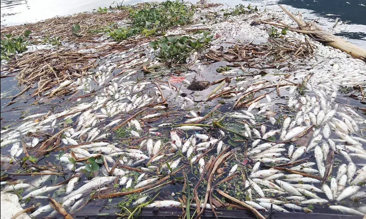 காவிரி ஆற்றில் செத்து மிதந்த மீன்கள் - மக்கள் அதிர்ச்சி