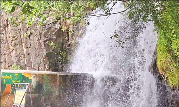 தொடர் மழை.. அகஸ்தியர் அருவியில் குளிக்க தடை