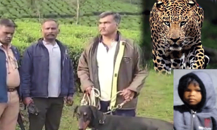 தாயின் கண்முன்னே சிறுத்தை இழுத்துச் சென்ற சிறுமியை தேடும் பணி தீவிரம்