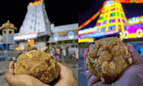 திருப்பதியில் லட்டு வாங்க நீண்ட நேரம் காத்திருப்பதை தவிர்க்க புதிய வசதி அறிமுகம் திருப்பதியில் லட்டு வாங்க நீண்ட நேரம் காத்திருப்பதை தவிர்க்க புதிய வசதி அறிமுகம்