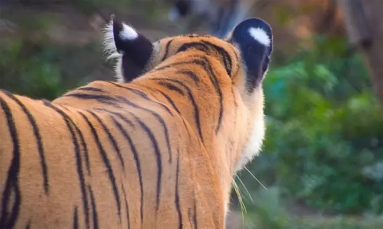 கர்நாடகா: விஷம் வைத்து கொல்லப்பட்ட புலிகள் - 6... ... இன்றைய முக்கிய செய்திகள் சில வரிகளில்.. 28-06-2025 கர்நாடகா: விஷம் வைத்து கொல்லப்பட்ட புலிகள் - 6... ... இன்றைய முக்கிய செய்திகள் சில வரிகளில்.. 28-06-2025