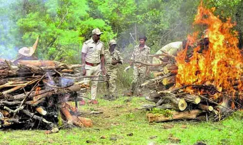 கர்நாடகா: விஷம் வைத்து கொல்லப்பட்ட புலிகள் - 6 பேரிடம் வனத்துறை விசாரணை