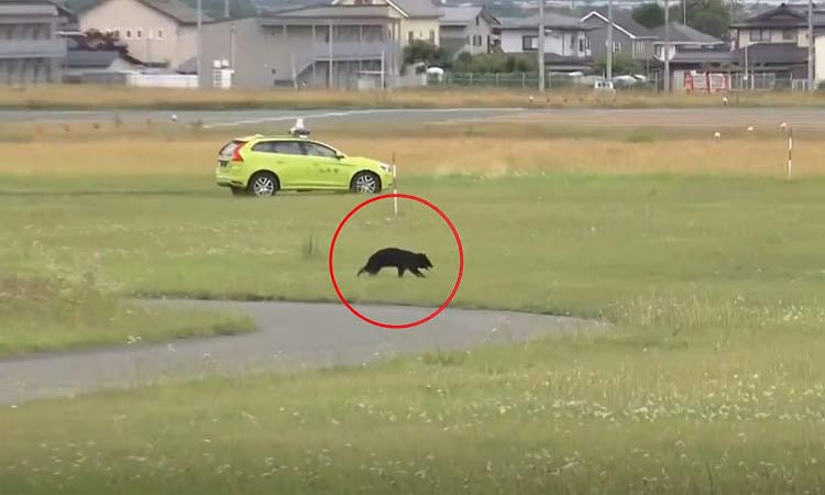 விமான நிலைய ஓடுதளத்தில் சுற்றித்திரிந்த கரடி: விமானங்கள் ரத்து