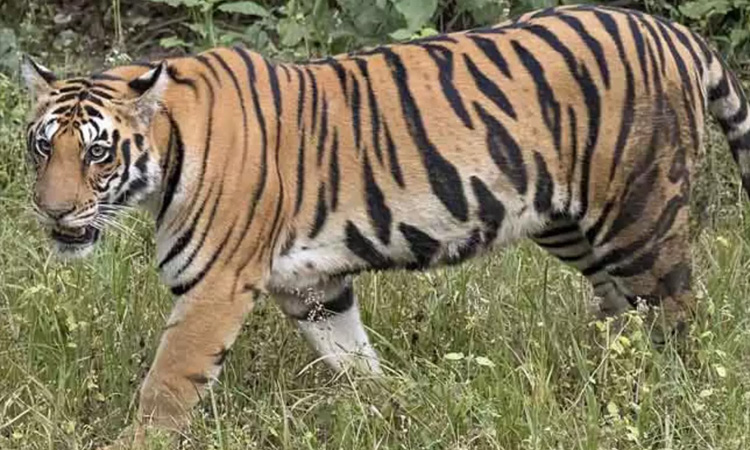 திருமலையில் மீண்டும் சிறுத்தை நடமாட்டம் - பக்தர்களுக்கு எச்சரிக்கை