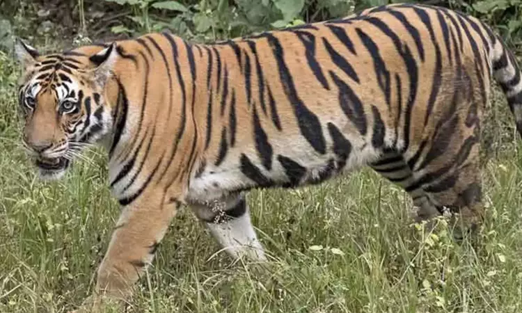 திருமலையில் மீண்டும் சிறுத்தை நடமாட்டம் - பக்தர்களுக்கு எச்சரிக்கை