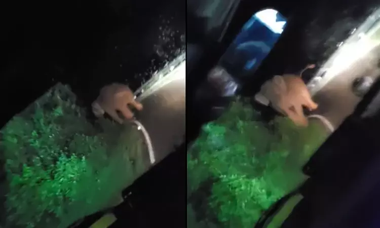 வனத்துறையினர் வாகனத்தை ஆவேசமாக தாக்கிய காட்டு யானை... வீடியோ வைரல்