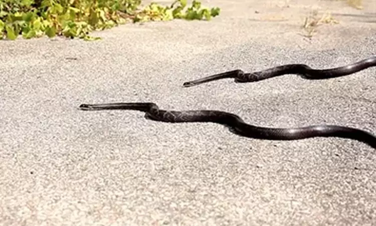 காதலே ஜெயம்... விபத்தில் பலியான ஆண் பாம்பு; சுற்றி சுற்றி வந்து உயிரை விட்ட பெண் பாம்பு