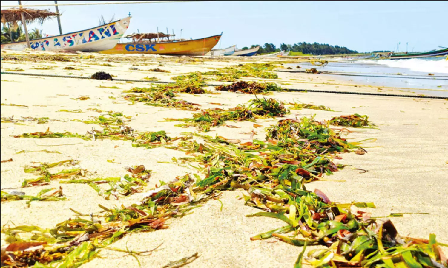 கடல்நீரோட்ட வேகத்தால் கரை ஒதுங்கிய பாசி, தாழை செடிகள் கடல்நீரோட்ட வேகத்தால் கரை ஒதுங்கிய பாசி, தாழை செடிகள்