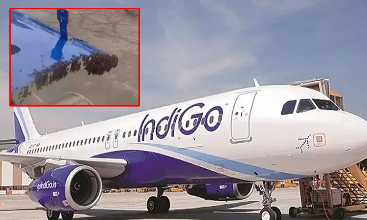 குஜராத்: தேனீக்களால் திக்குமுக்காடிய பயணிகள்; விமானம் 1 மணிநேரம் தாமதம் குஜராத்: தேனீக்களால் திக்குமுக்காடிய பயணிகள்; விமானம் 1 மணிநேரம் தாமதம்