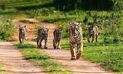இடுக்கி, வயநாடு பகுதிகளில் ரூ.88 கோடியில் புலிகள் சரணாலயம் - மத்திய அரசு பரிசீலனை இடுக்கி, வயநாடு பகுதிகளில் ரூ.88 கோடியில் புலிகள் சரணாலயம் - மத்திய அரசு பரிசீலனை