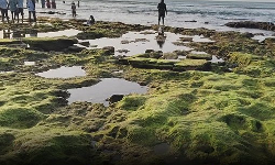 100 அடிக்கு உள்வாங்கிய திருச்செந்தூர் கடல் 100 அடிக்கு உள்வாங்கிய திருச்செந்தூர் கடல்