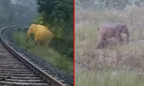 ஜார்கண்ட்: தண்டவாளம் அருகே கன்று ஈன்ற யானை; 2 மணிநேரம் காத்திருந்த ரெயில் - வைரலான வீடியோ ஜார்கண்ட்: தண்டவாளம் அருகே கன்று ஈன்ற யானை; 2 மணிநேரம் காத்திருந்த ரெயில் - வைரலான வீடியோ