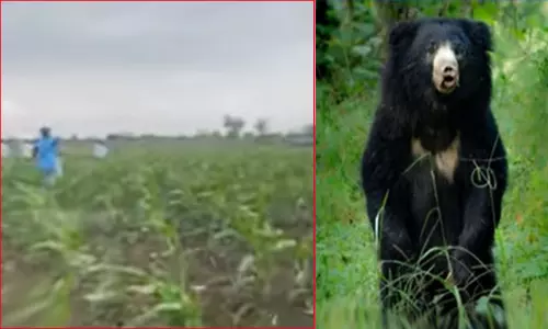விவசாயியை கடித்துக் குதறிய மூன்று கரடிகள்-பதறவைக்கும் அதிர்ச்சி வீடியோ விவசாயியை கடித்துக் குதறிய மூன்று கரடிகள்-பதறவைக்கும் அதிர்ச்சி வீடியோ