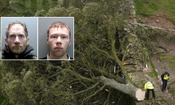 மரத்தை வெட்டிய  2 பேருக்கு 4 ஆண்டுகள் சிறை தண்டனை