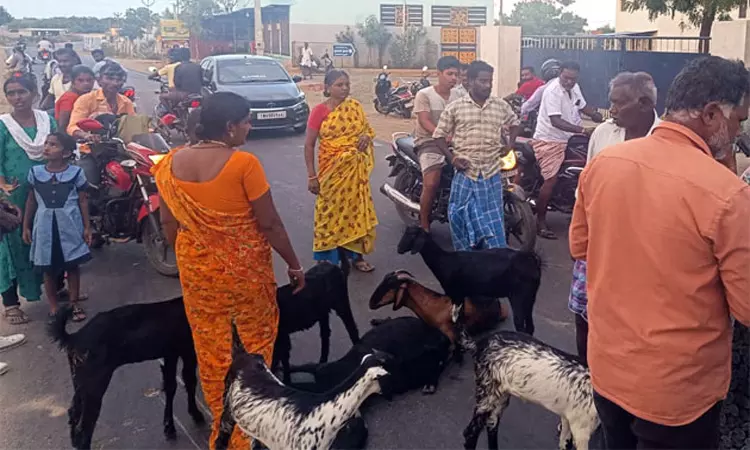 தூத்துக்குடியில் விஷம் வைத்து ஆடுகள் சாகடிப்பு: பொதுமக்கள் சாலை மறியல்