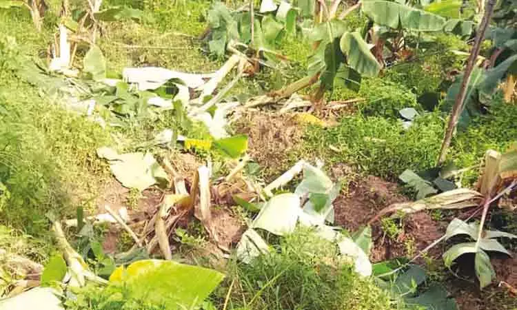 நீலகிரி: வாழைக்கன்றுகளை சேதப்படுத்தி காட்டுயானைகள் அட்டகாசம் - விவசாயிகள் கவலை