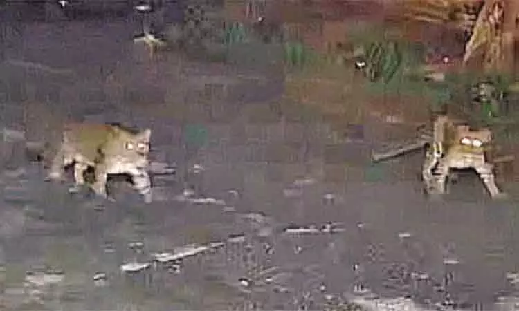 நீலகிரி: சாலையில் உலா வந்த சிறுத்தைகள், கருஞ்சிறுத்தை - பொதுமக்கள் அச்சம்