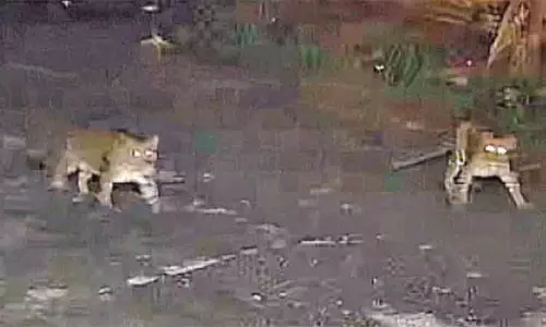 நீலகிரி: சாலையில் உலா வந்த சிறுத்தைகள், கருஞ்சிறுத்தை - பொதுமக்கள் அச்சம்