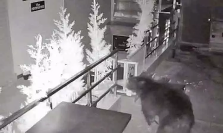 நீலகிரி: குன்னூர் அருகே குடியிருப்புக்குள் புகுந்த கரடி