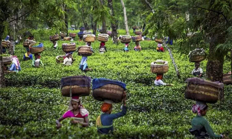 இந்தியாவில் தேயிலை  ஏற்றுமதி நடப்பு நிதியாண்டில் உயர்வு