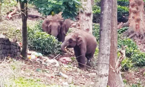 நீலகிரி: சுற்றுலா பயணிகளின் வாகனங்களை விரட்டிய காட்டுயானை நீலகிரி: சுற்றுலா பயணிகளின் வாகனங்களை விரட்டிய காட்டுயானை