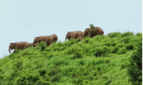 கூடலூர் வனப்பகுதியில் காட்டு யானைகள் அணிவகுப்பு: பொதுமக்கள் அச்சம் கூடலூர் வனப்பகுதியில் காட்டு யானைகள் அணிவகுப்பு: பொதுமக்கள் அச்சம்