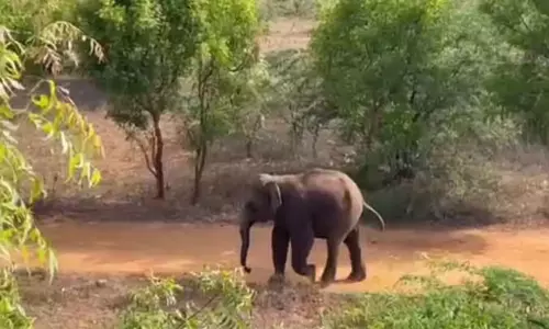 மாடு மேய்க்க சென்ற போது காட்டு யானை தாக்கி விவசாயி பலி