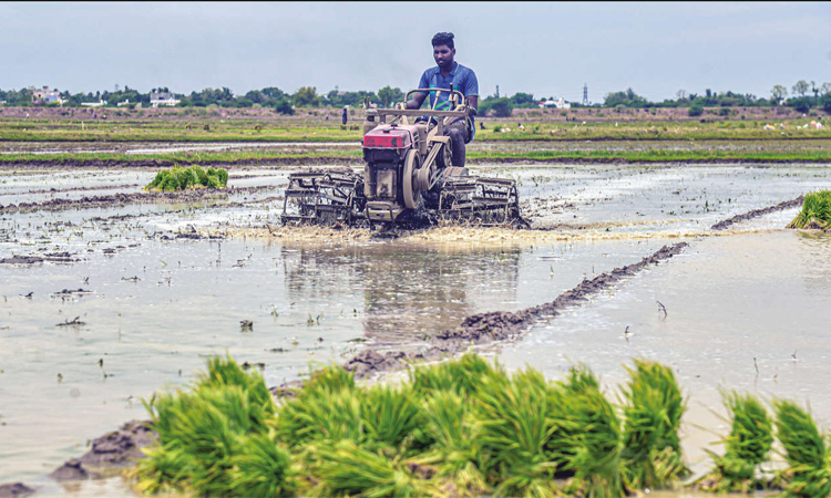 தஞ்சையில் குறுவை சாகுபடி இறுதிகட்ட பணிகள் தீவிரம்: 1.38 லட்சம் ஏக்கரை தாண்டி நடவு