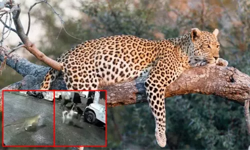 சிறுத்தைப்புலியை, பூனை என நினைத்து துரத்திய தெரு நாய்கள்; அடுத்து... வைரலான வீடியோ
