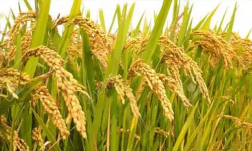 பயிர்க்காப்பீட்டுக்கு கால நீட்டிப்பு செய்ய வேண்டும்: விவசாயிகள் வலியுறுத்தல் பயிர்க்காப்பீட்டுக்கு கால நீட்டிப்பு செய்ய வேண்டும்: விவசாயிகள் வலியுறுத்தல்