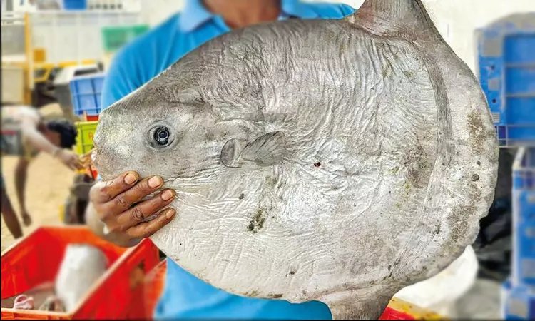 மீனவர்கள் வலையில் சிக்கிய அரியவகை சூரியன் மீன் - விஞ்ஞானிகளிடம் ஒப்படைப்பு