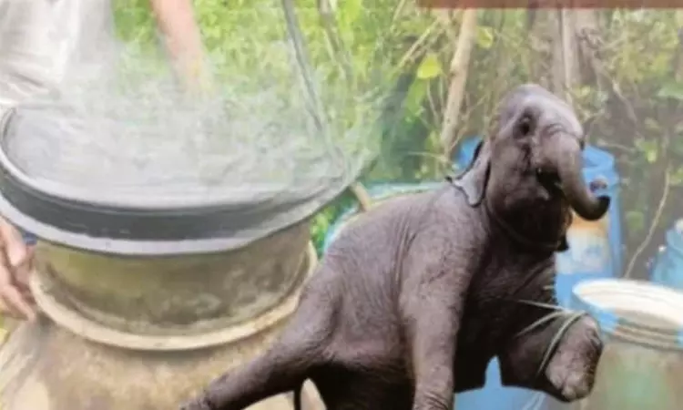 போதை ஏறி போச்சு சாராயம் குடித்து அட்டகாசம் செய்த குட்டி யானை