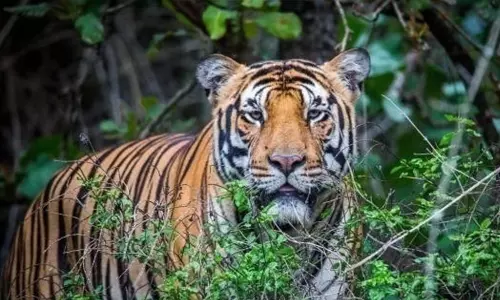 கேரளா: விலங்கியல் பூங்காவில் புலி தாக்கியதில் ஊழியர் காயம் கேரளா: விலங்கியல் பூங்காவில் புலி தாக்கியதில் ஊழியர் காயம்
